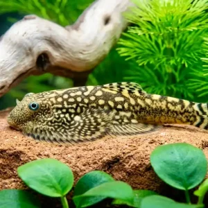 Marmor Prachtflossensauger (Sewellia marmorata) Bestpreis